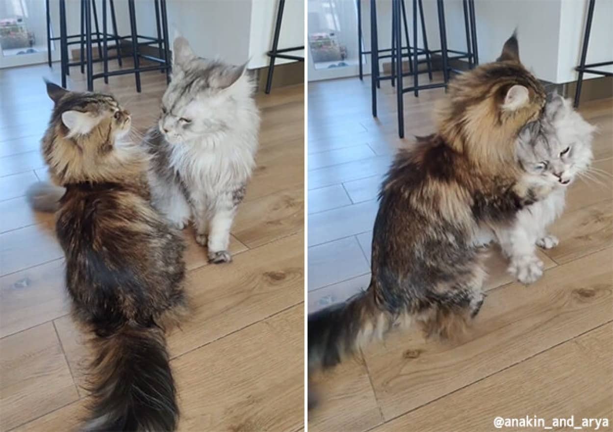 ザクとは違うのだよ。巨大猫メインクーン同士のじゃれあいが貫禄たっぷりだけどゆっくり