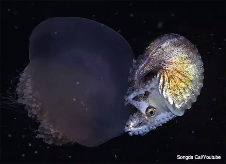 貝殻をもつタコ「アオイガイ」の驚くべき防衛戦略。卵を守るためにクラゲをヒッチハイク