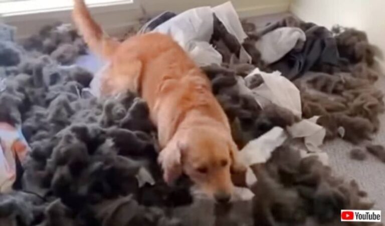 自分がやった！だから何？クッションをボロボロにした愛犬、飼い主の前で開き直る