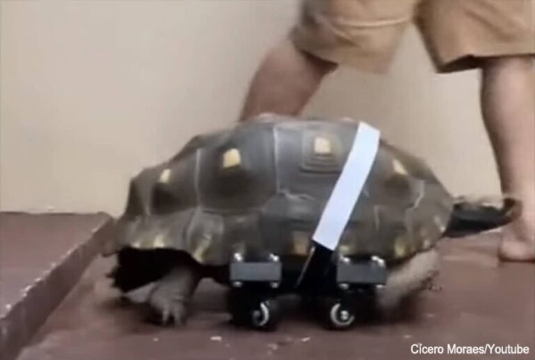 重症で歩けなくなった亀が3Dプリンターで作った義足のおかげで動きまわれるように