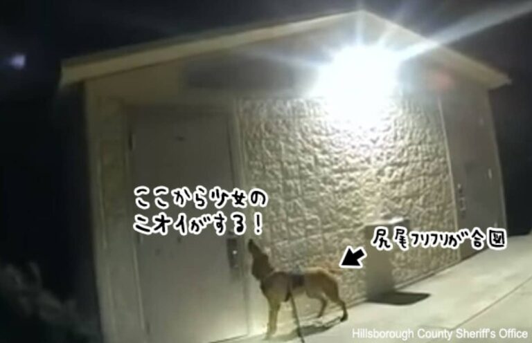 お手柄警察犬！行方不明の少女を発見しキスで少女を慰める