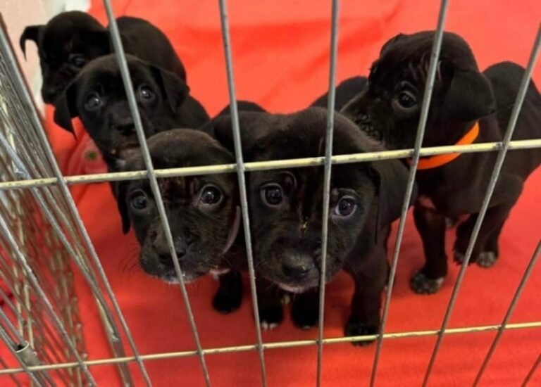 ホームレス男性が母犬を亡くした子犬たちを救ってほしいと保護施設に心震わす手紙