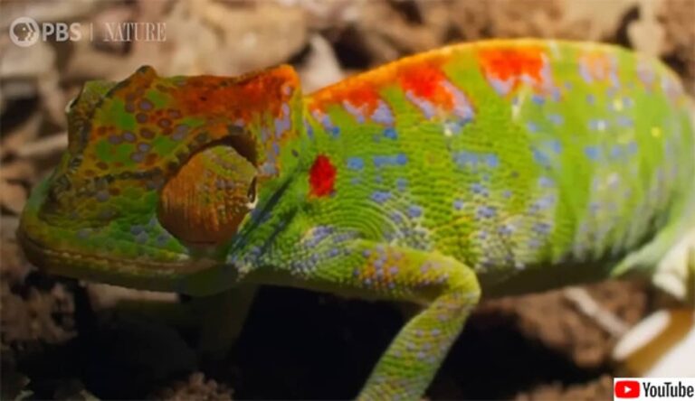死の間際に体色を色鮮やかに変化させるカメレオン。何かメッセージを伝えているのか？
