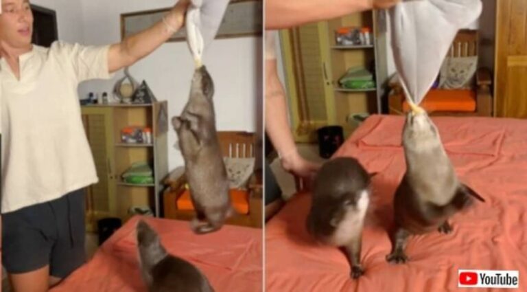 グルグルグルグル…これ楽しい！ペットのカワウソ、ぬいぐるみに食らいついてアグレッシブに遊ぶ