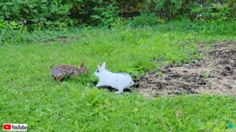 ペットのウサギと野生のウサギが出会ったよ！仲良く追いかけっこを始める2匹の姿がまるでアニメのワンシーンだった