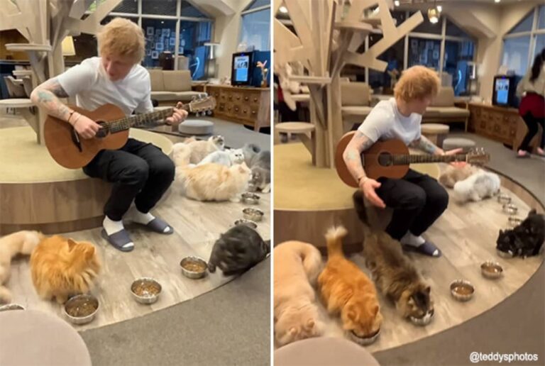 猫好きエド・シーラン、日本の猫カフェに10年ぶり2度目の訪問