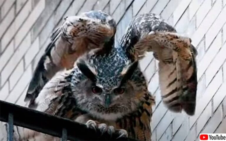 あれから1年、動物園を脱走したフクロウは本物のニューヨーカーとなる