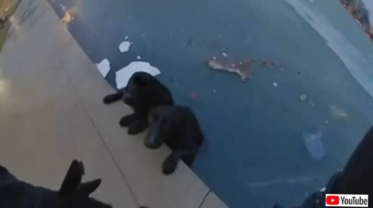 「よく頑張った、もう大丈夫だ！」凍った池に落ちた2匹の犬、寄り添って救助を待ち続ける