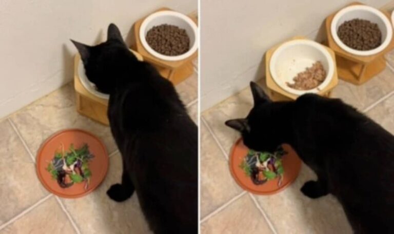 一種の猫草的なもの？付け合わせにサラダがないとキャットフードを食べない猫の三角食べ