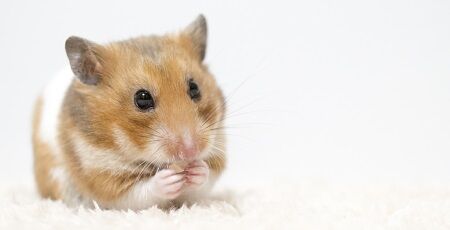 【酷すぎ】生きたハムスターをゆうパックや宅急便で送る事案が発生してしまう…