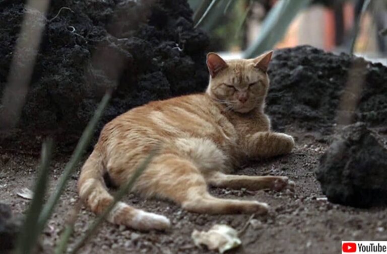 メキシコで19匹の野良猫が生きた固定資産に。国立宮殿内を自由に動き回る特権が与えられる