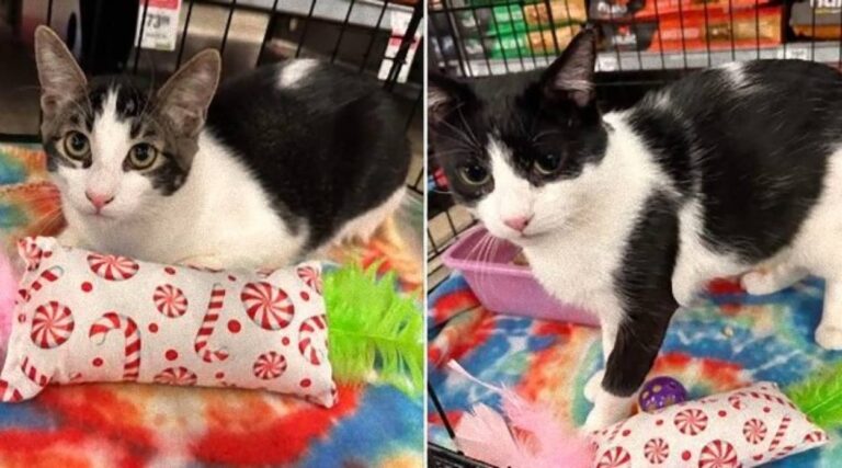 親子猫の預かりボランティアをしていた家の少年、別れが辛すぎて号泣するもハッピーな結末に