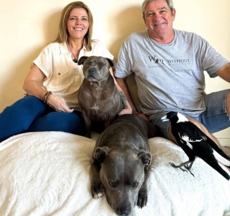 【続報】犬と親友になったカササキフエガラス、当局に引き渡されたが再び家族の元に帰ってくる