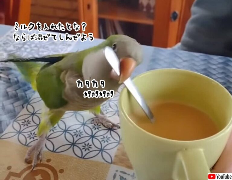 ミルクを入れるとな？よっしゃまかせろ。スプーンをくわえて高速で混ぜるインコ