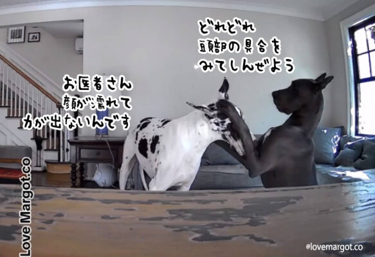 犬のお医者さんごっこが微笑ましい。グレートデーンの兄弟が獣医のマネして頭部検査