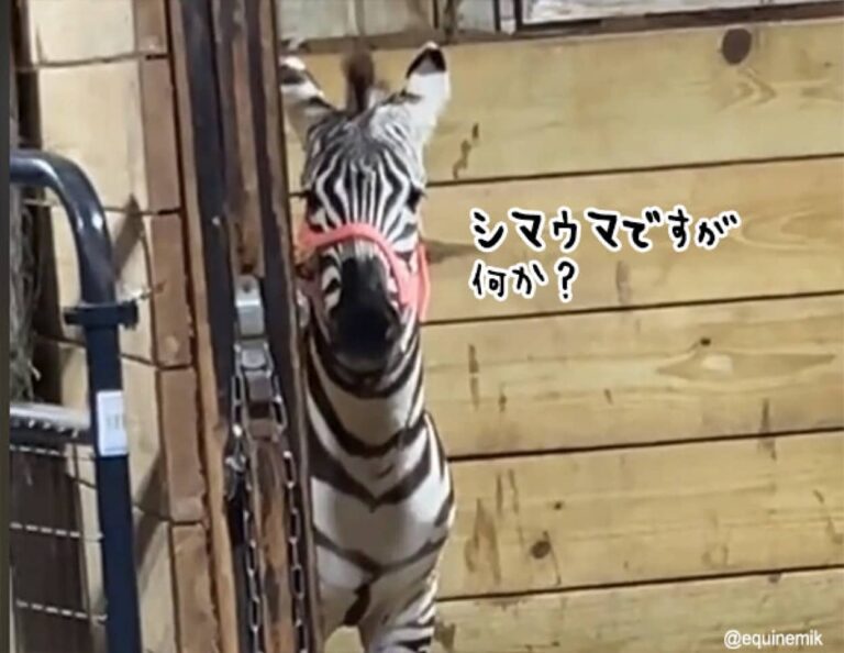 シマウマを初めて見た馬の反応は？