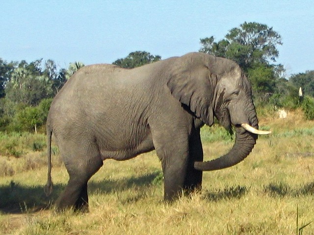 ドイツ「象を狩るな」ボツワナ「増えすぎだ、2万頭送るから共存して見せい」クマ愛誤もこれでいこうぜ
