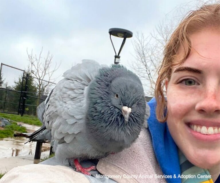 人が好きすぎて自然に戻しても肩や頭に乗って戻ってきてしまう野生の鳩、飼い主を募集することに