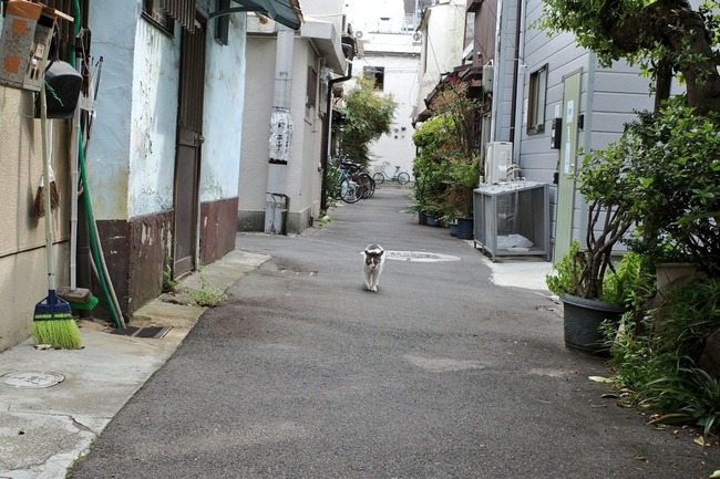 西成の路地を歩いていたら猫が現れる→どこかに案内したがっている様子だったのでついて行くと・・・なにここおおおおおおおお