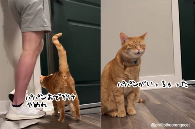 せつなさエンドレス。悲しみの鳴き声がとまらない、飼い主に外出された時の猫の反応