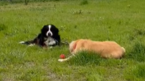ドッグランに連れてこられた犬、まさかすぎる行動に出るｗｗｗｗｗｗｗ