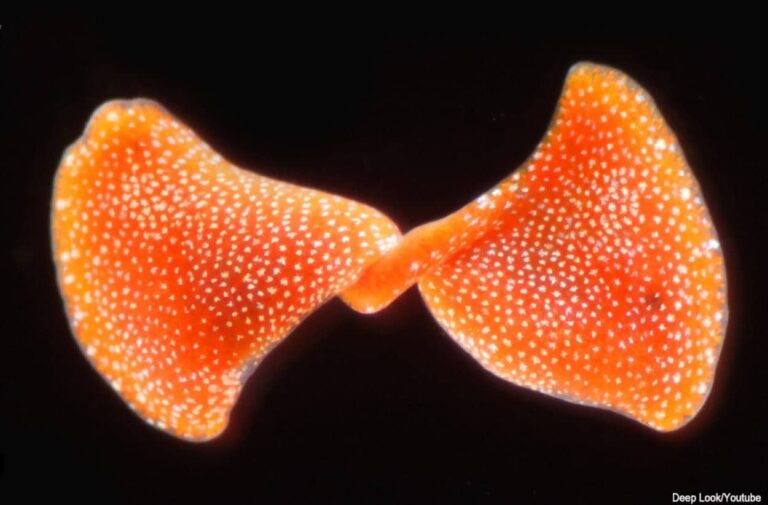 藻類から太陽パワーをもらい、チートなスキルで不死を実現する無腸動物の奥深い世界