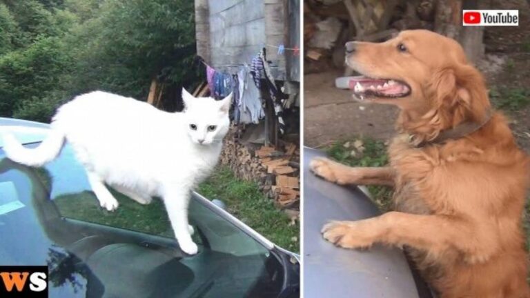 茶色いやつらはもう勘弁ニャ！孤高を極める白猫、同居犬や同居猫そして居候猫たちの存在に翻弄される