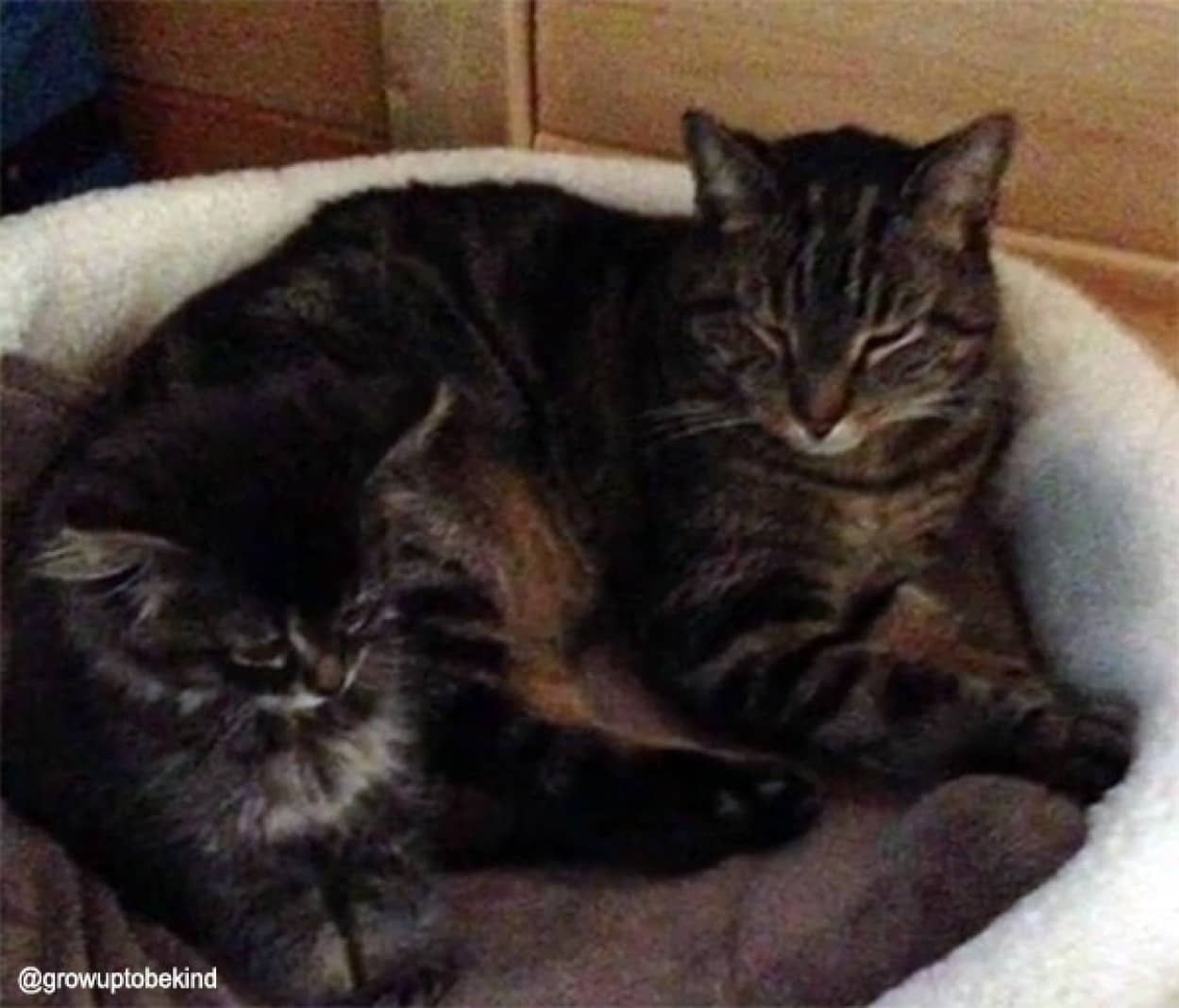 深い絆を育んできた妹分の猫に先立たれた老猫、今もその姿を探し回る