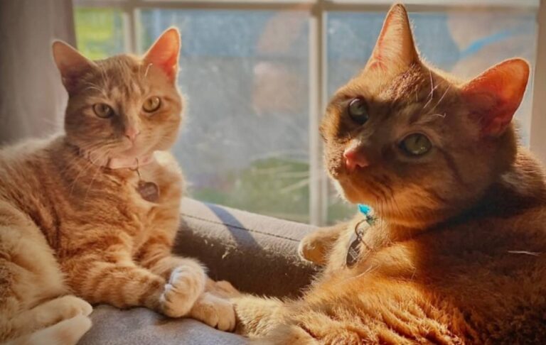 早く一緒に遊びたい！新入り猫のためにオモチャを用意してドアの前で待機する先住猫