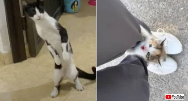 ねえ、もう春…のはずだよね？心がほんのり暖かくなる可愛い猫たち5連発！