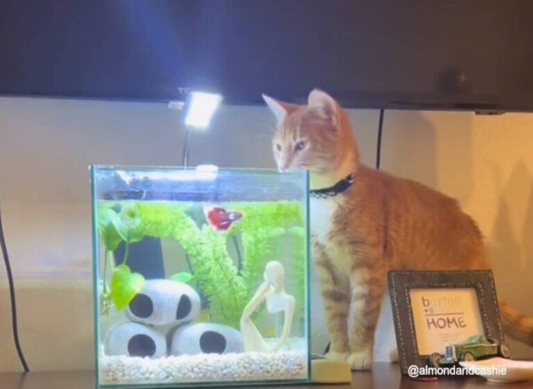 いなくなっちゃった…大好きな魚が死んで悲しむ猫を励ますため、新たな仲間を迎え入れる