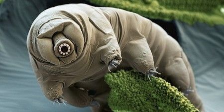 最強生物・クマムシ、放射線を浴びても「破壊されるスピードより早く細胞を修復できる」と判明