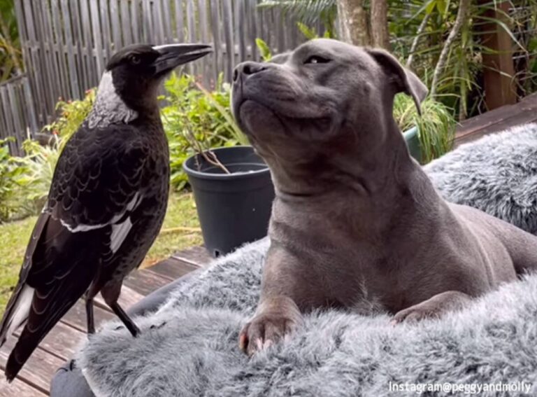 深い絆で結ばれた犬とカササギフエガラスに悲しい結末。当局に引き渡され離れ離れに
