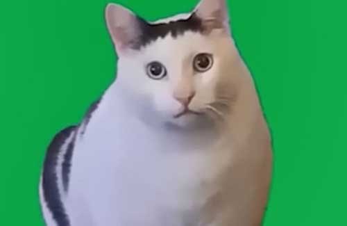 【悲報】猫ミームのブームが完全終了。