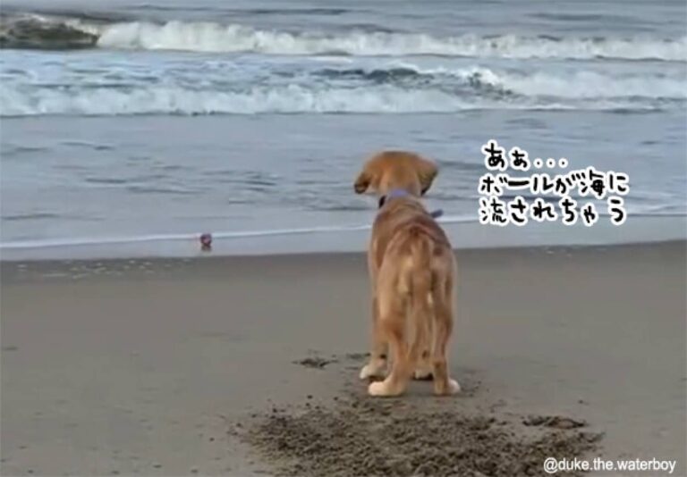 信頼の兄者、海に流されそうなボールを弟犬のために取ってくる姿がかっこいい