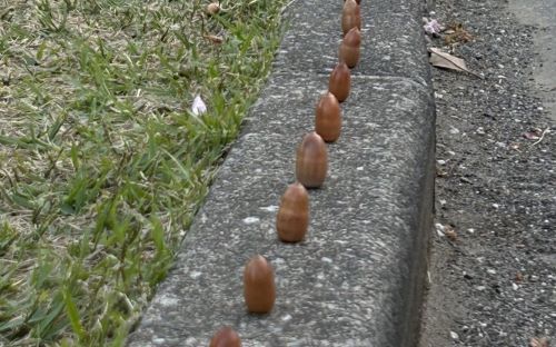 X民「大量のドングリが並んでる。多摩美術大学ガチ怖い。儀式の跡かも・・・」ﾊﾟｼｬｯ→羨ましすぎる真実が明らかにｗｗｗｗｗ