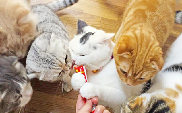 ちゅ～るのいなば食品の稲葉優子会長、ペットのイヌとネコの飼育放棄をしていたと報道「1年ほどで急速に愛情を失う」