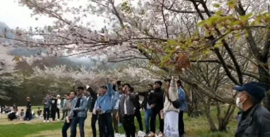 【動画】ミャンマー人、日本の公園で桜の木を揺らしながらバカ騒ぎしてしまう・・・