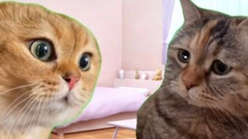 猫ミームを景品にしてしまったゲームセンターの現在の様子がこちら・・・