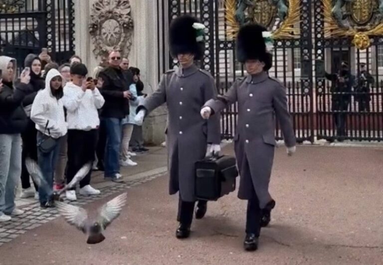 「道を開けろ！」バッキンガム宮殿の衛兵は、ハトに対しても容赦なかった