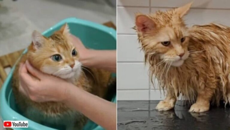 春になったし心機一転、お風呂に入ってさっぱりしよう！愛猫たちのクリーニング大作戦