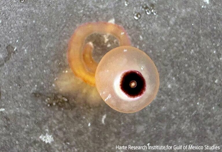 目玉おやじかな？猛毒をもつ海洋生物がテキサスの海岸に現れ「触るな危険」の注意喚起