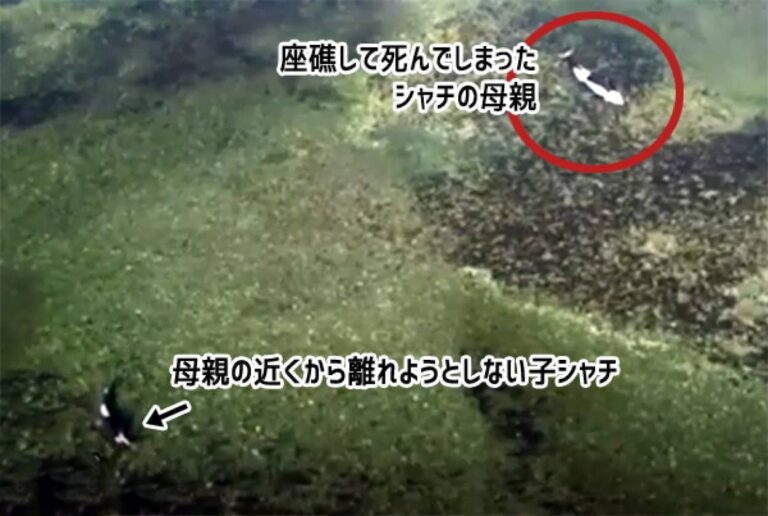 シャチの子、入り江に打ち上げられ死んでしまった母親のそばを離れず