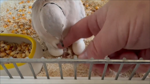 X民「は？飼ってるメスの鳩が単体で生殖したんだけど！？しかも孵化して雛が生まれた！？」→衝撃の事実が判明する
