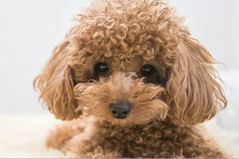 無登録でトリミングをやっていた動物病院、トイプードルがとんでもない死に方をしてしまう…