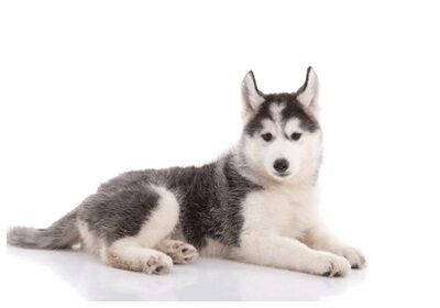 シベリアンハスキーの子犬が行方不明に→ドローン映像で発見されるも、まさかの◯◯と一緒に生活していたことが判明！