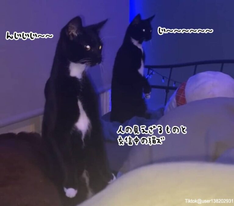 交信してるとかなのか？人間の目に見えない何かを立ち上がって見つめ続ける2匹の猫