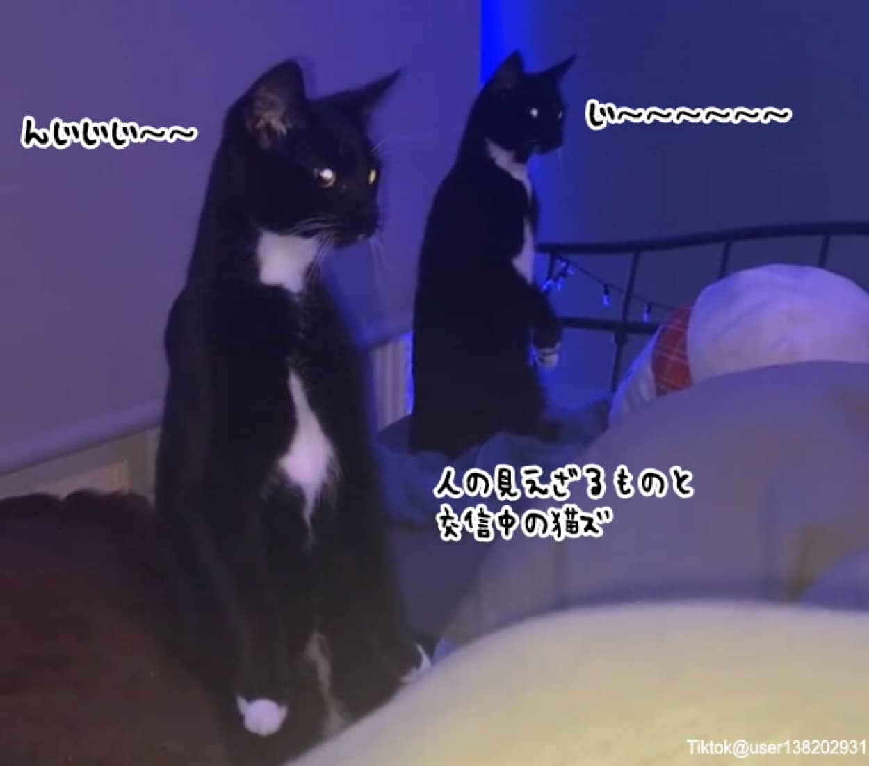 交信してるとかなのか？人間の目に見えない何かを立ち上がって見つめ続ける2匹の猫
