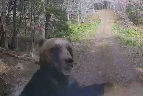 北海道でヒグマに襲われたX民さん、なぜか一部の界隈に叩かれる・・・