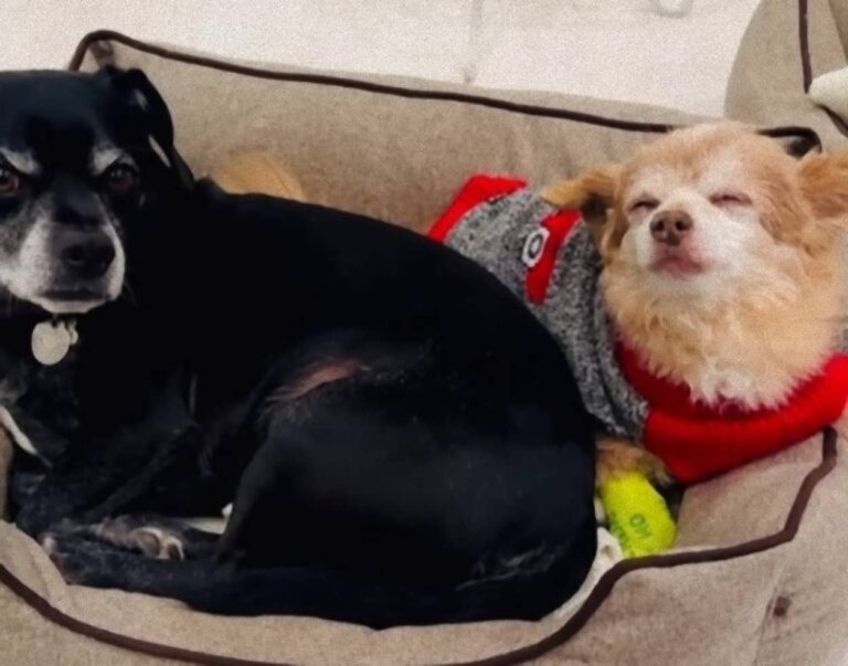 仲間の最期を悟っていた？一緒に暮らす犬が亡くなる前夜、同じベッドに入り寄り添った犬